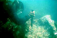 A diver explores the ruins