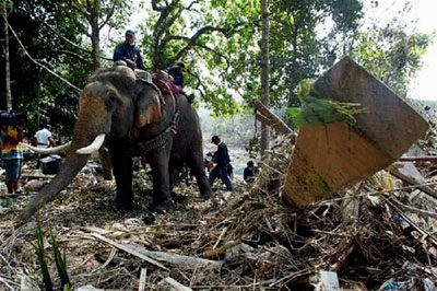 An elephant helps clean debris in Thailand