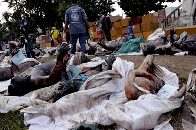 Workers watch over the dead as people search for lost loved ones