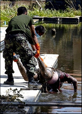 Two soldiers pull a dead man from the water